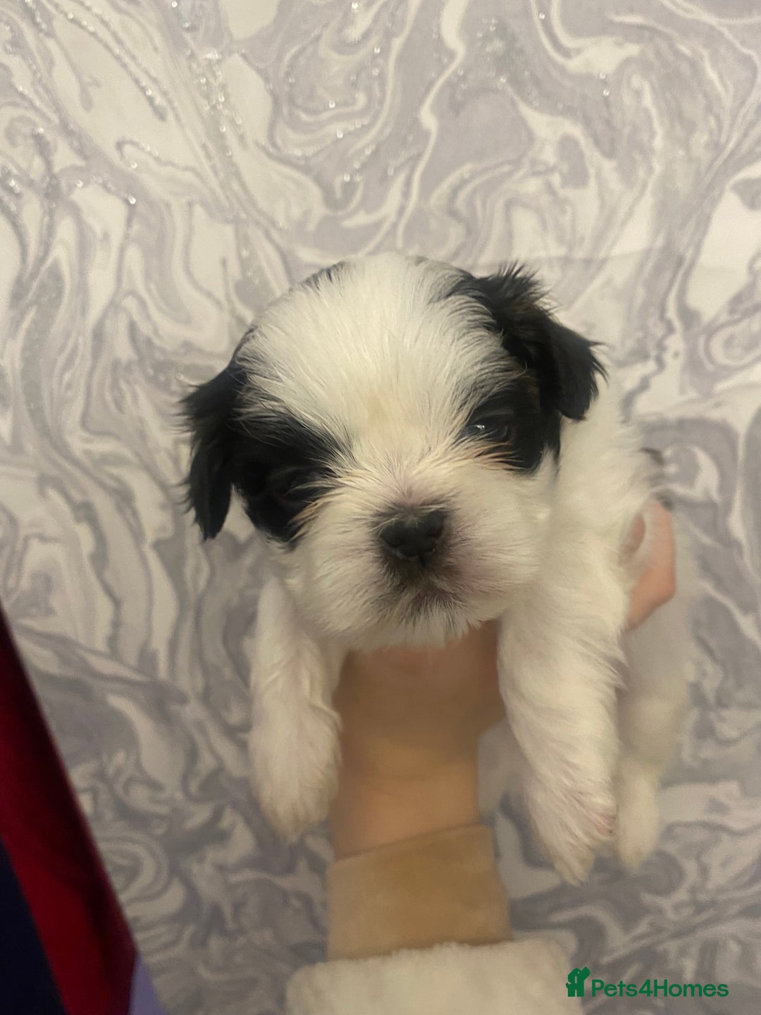 Shih Tzu dogs for sale: Imperial shitzhu pups  born on the 17 of October - Image 10