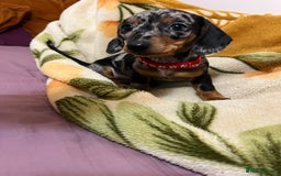 Miniature Dachshund dogs for sale: Miniature Dachshund KC last two girls  - Image 24