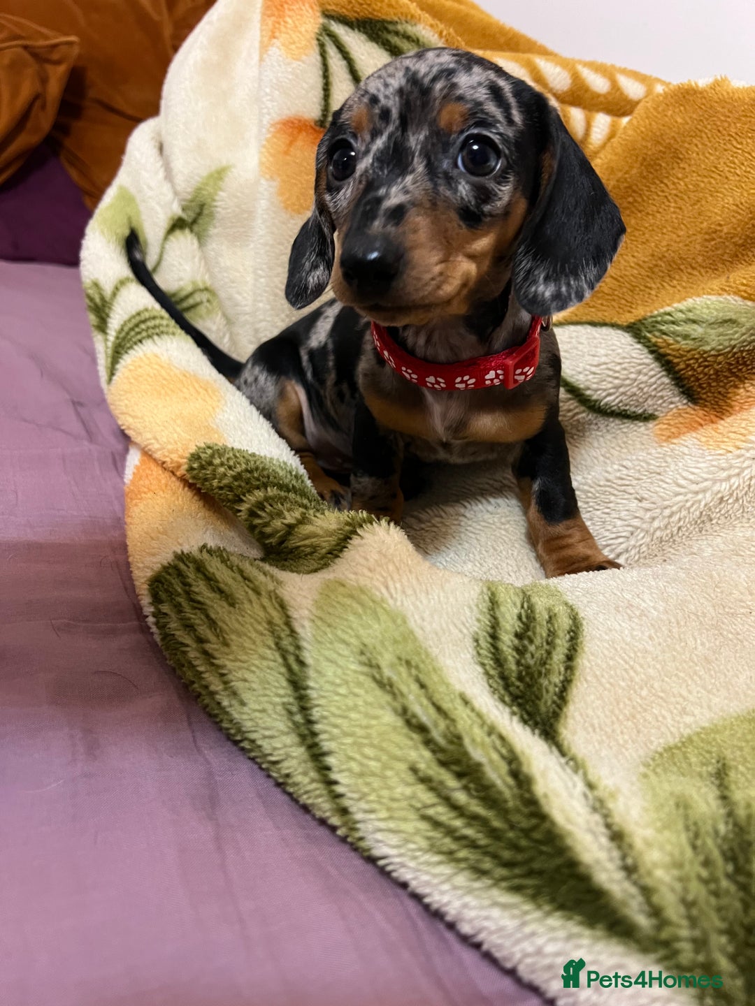 Miniature Dachshund dogs for sale: Miniature Dachshund KC last two girls  - Image 24