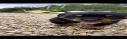 Rottweiler dogs for sale: Stunning German Rottweiler puppies - Advert 10