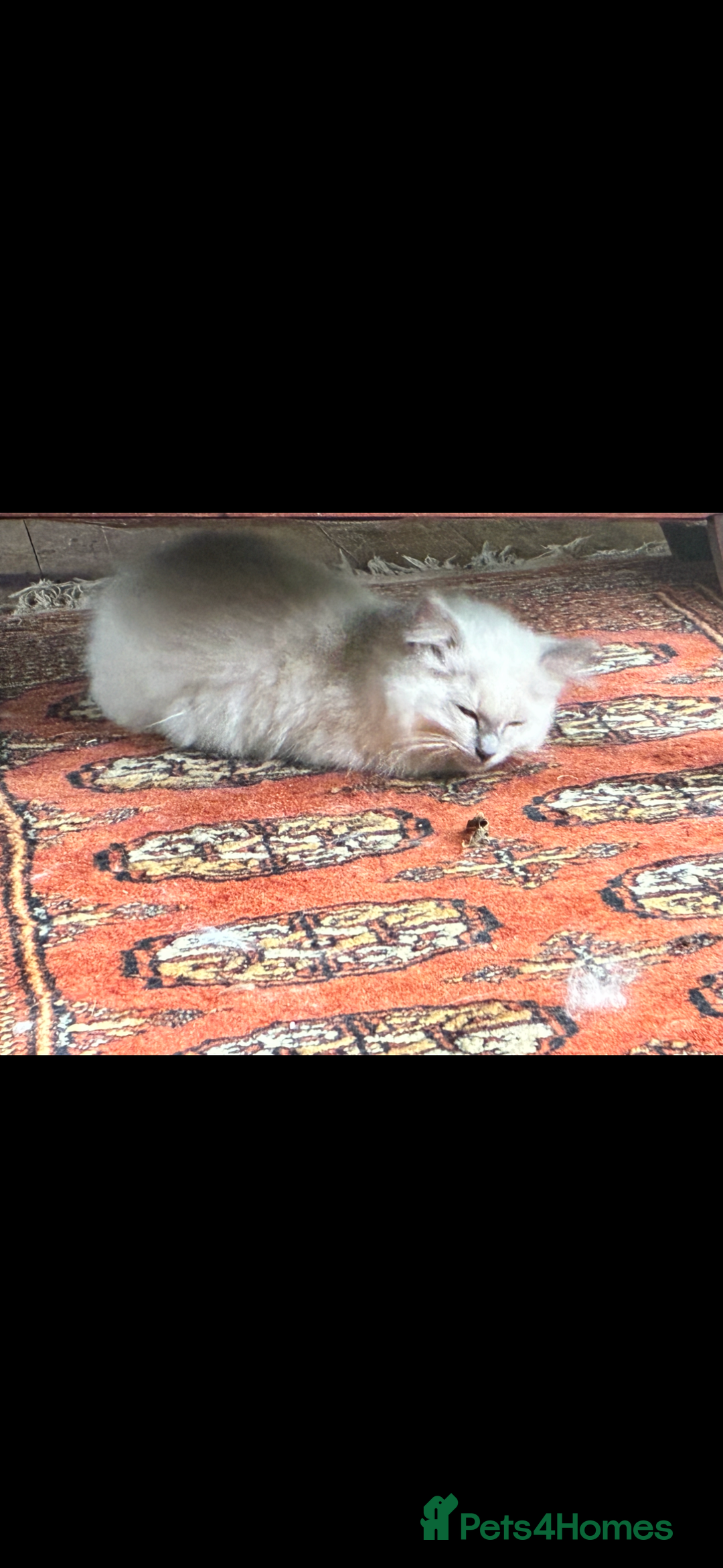 Ragdoll cats for sale: Lovely ragdoll kittens for sale  - Image 7