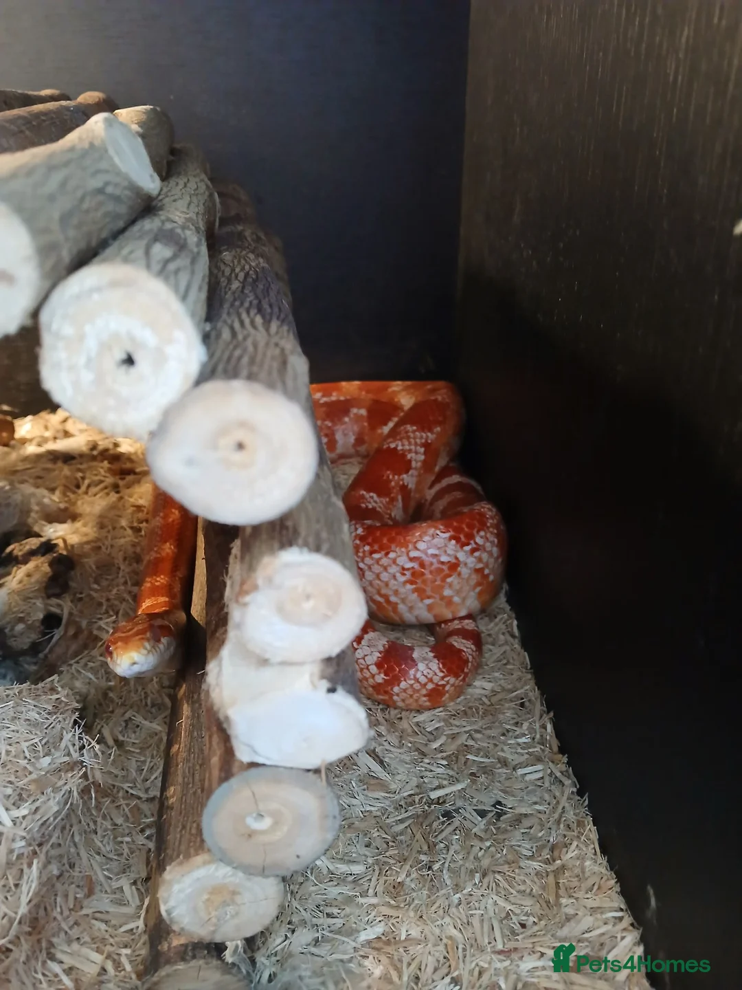 Corn Snake reptiles for sale: Male Hybrid Cornsnake with Full Vivarium Setup  - Advert 4