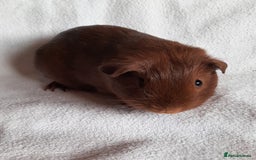 Guinea Pig rodents for sale: Guinea pig babies available - Image 1
