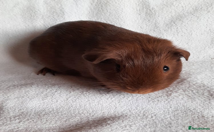 Guinea Pig rodents - Advert 1