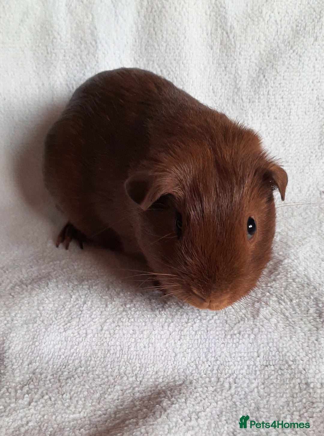 Guinea Pig rodents for sale: Guinea pig babies available - Image 1