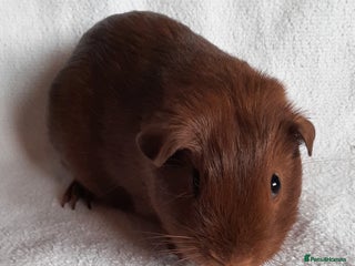 Guinea Pig rodents - Advert 4