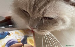 Ragdoll cats for sale: Ready to retire  - Image 13
