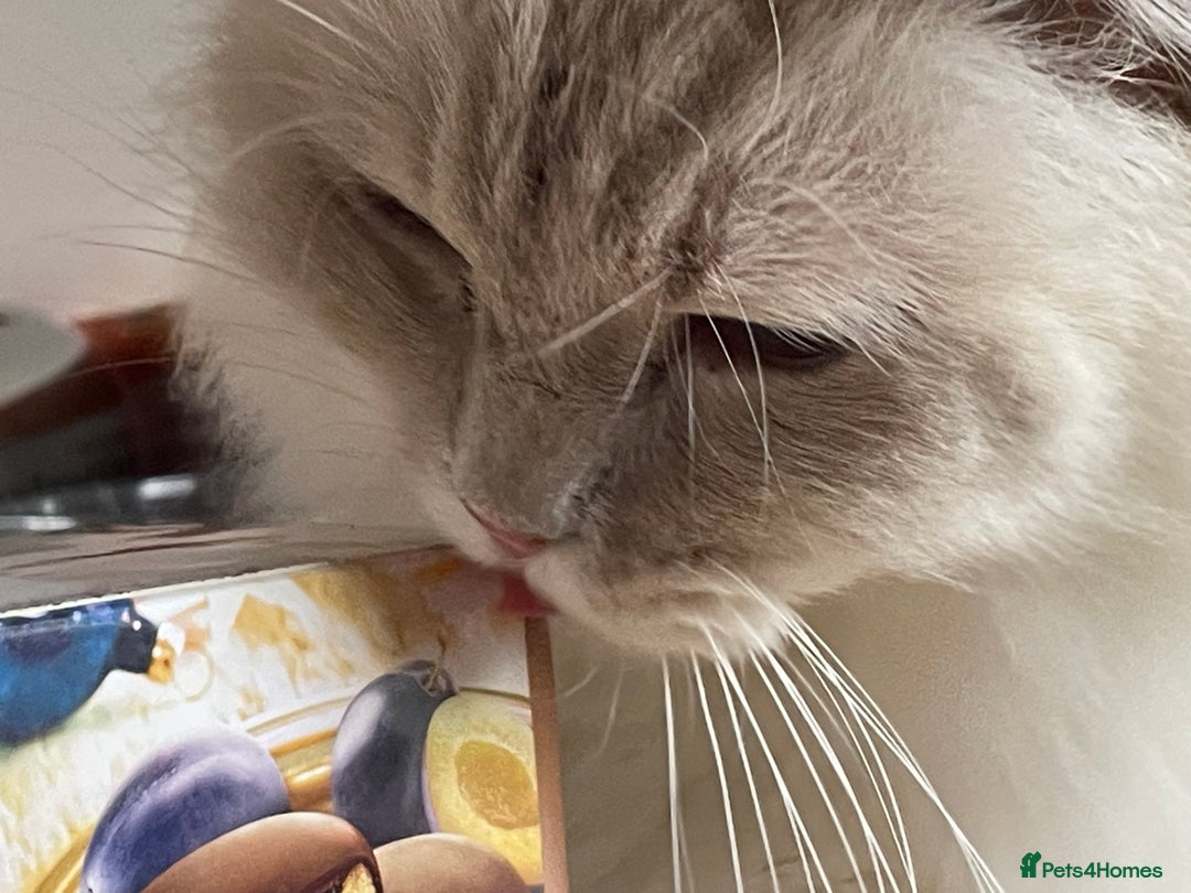 Ragdoll cats for sale: Ready to retire  - Image 13