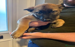 Mixed Breed dogs for sale: Siberian husky cross belgian malinois - Image 32