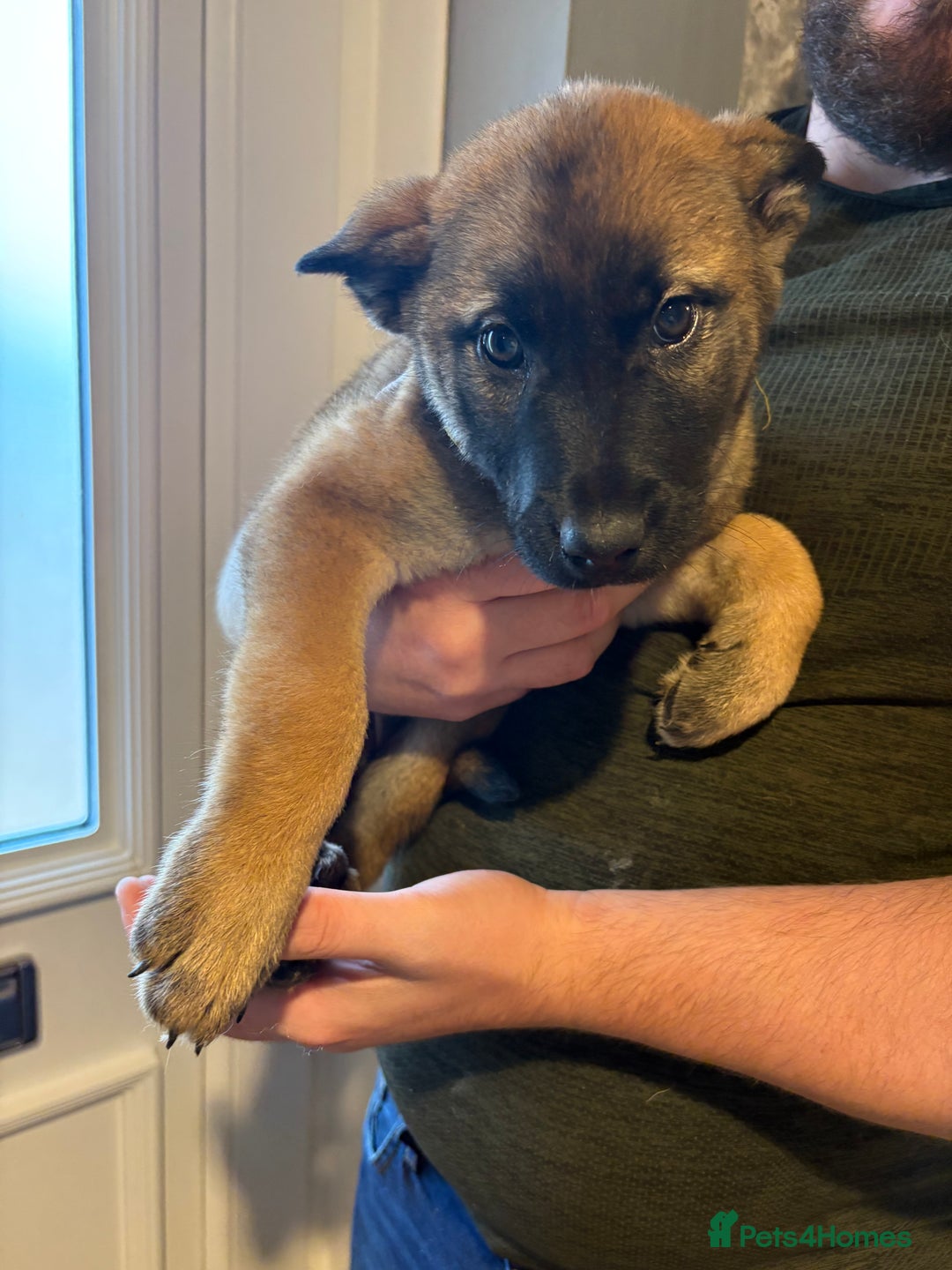 Mixed Breed dogs for sale: Siberian husky cross belgian malinois - Image 32