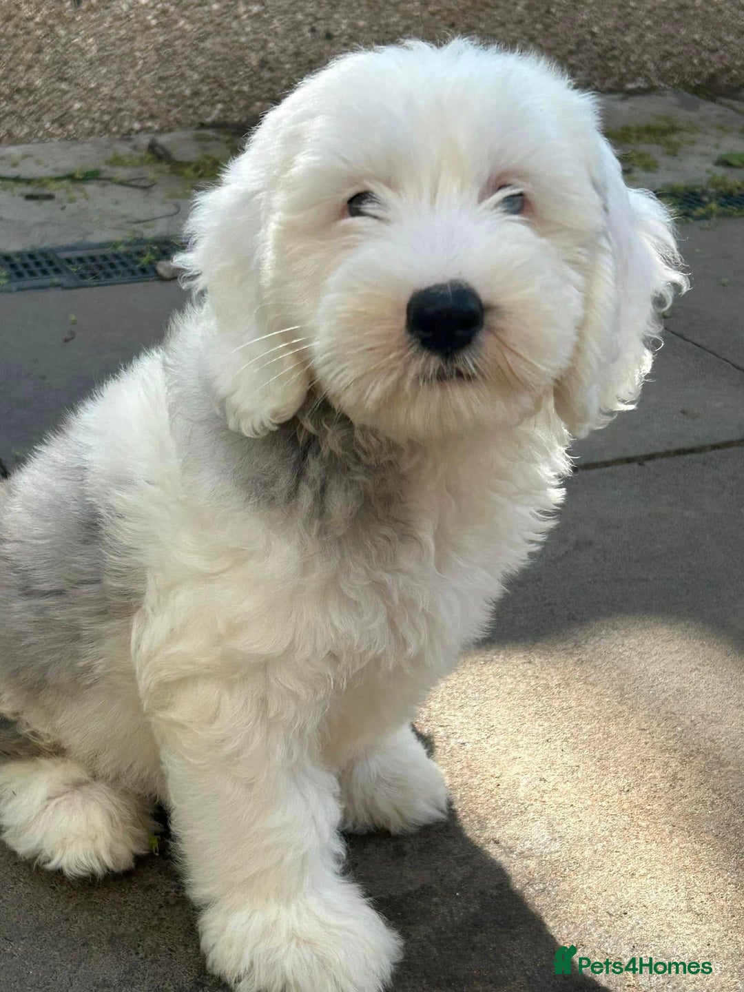 Sheepadoodle dogs for sale: unique midi sheepadoodle babies - Image 13