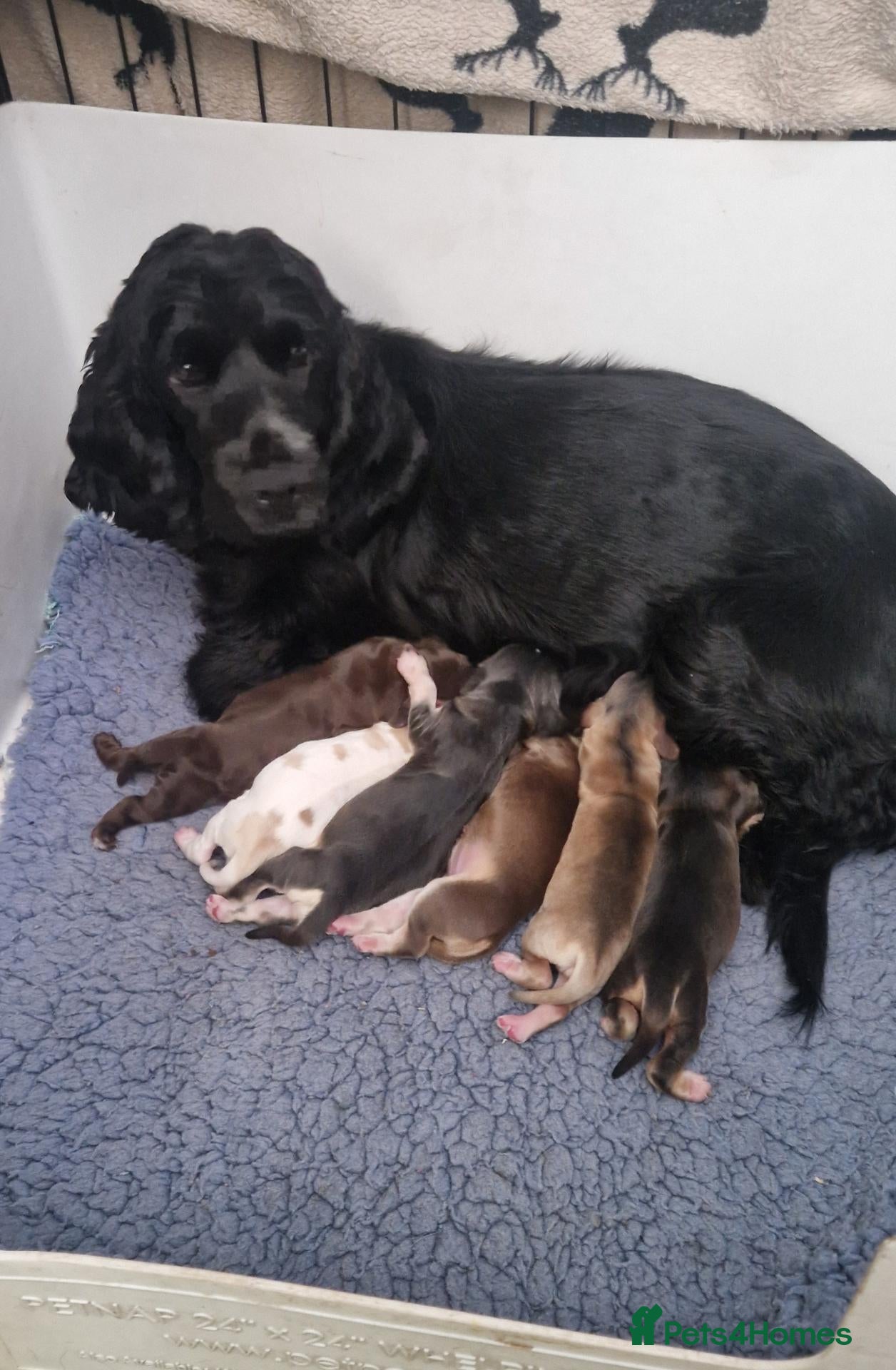 Cocker Spaniel dogs Kc show type puppies  - Advert 1