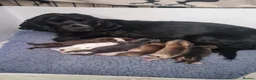 Cocker Spaniel dogs for sale: Kc show type puppies  - Advert 1