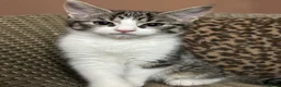Mixed Breed cats for sale: Gorgeous Fluffy Kittens. Beautiful Little Souls🤍 - Advert 25