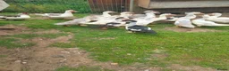 Ducks poultry for sale: Muscovy Ducklings in Daventry - Advert 2