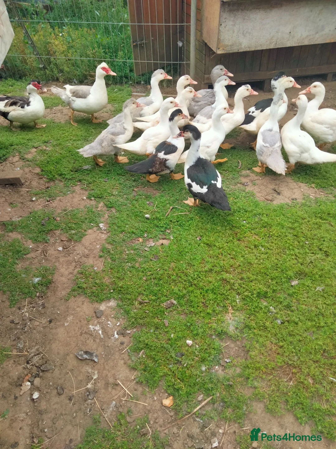 Ducks poultry for sale: Muscovy Ducklings in Daventry - Advert 2
