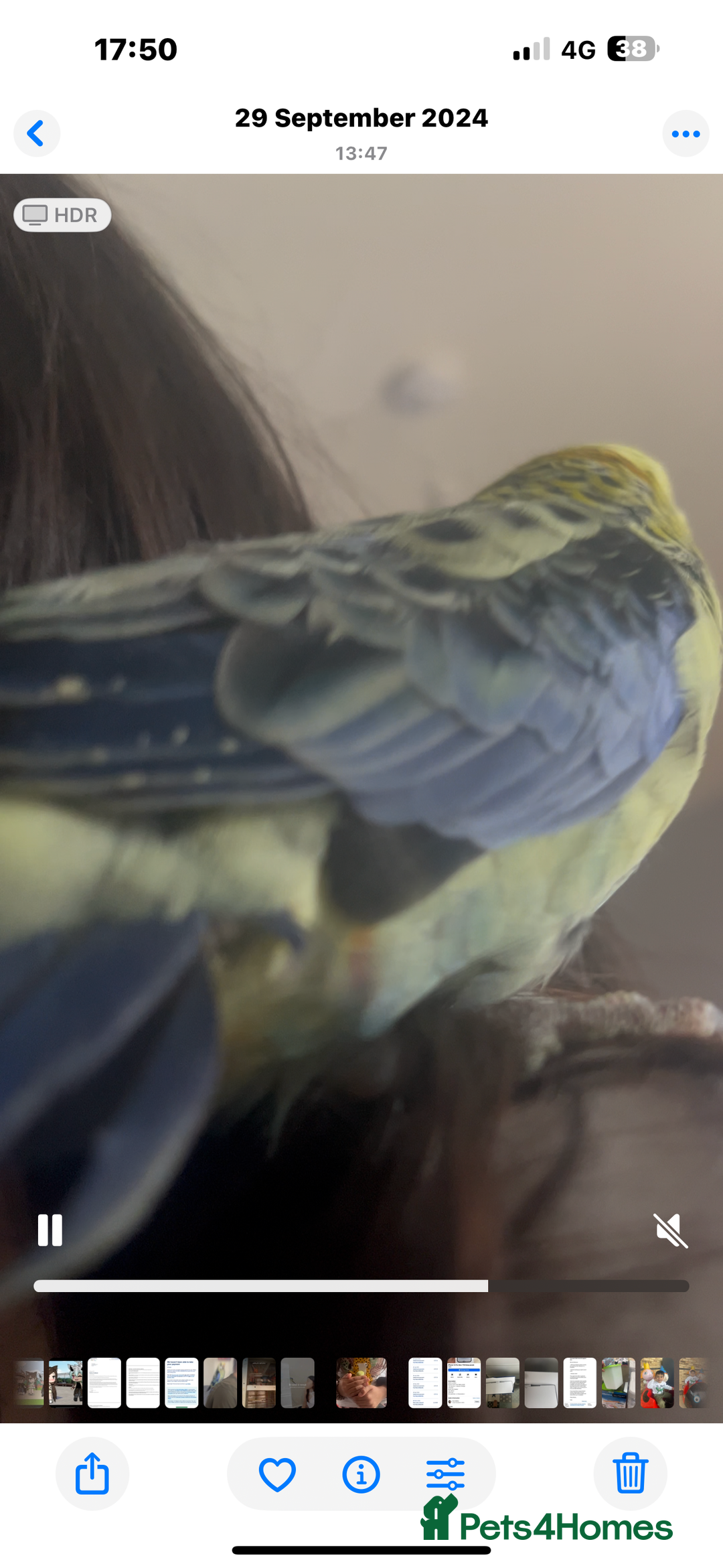 Parakeets birds for sale: Rossella Paris - Image 6