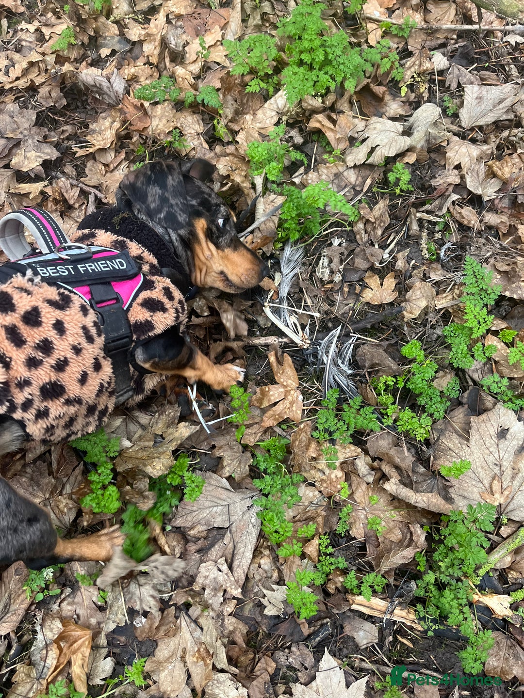 Mixed Breed dogs for sale: Francis  - Advert 5