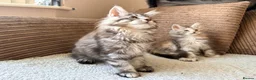 Maine Coon cats for sale: Two registered mainecoon kittens (1 poly)  - Advert 18