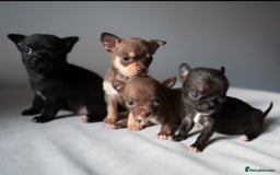 Chihuahua dogs for sale: Micro Chihuahua Puppies - Exceptional Lines - Image 6
