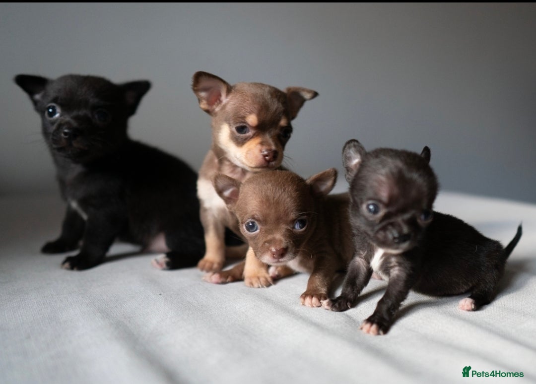 Chihuahua dogs for sale: Micro Chihuahua Puppies - Exceptional Lines - Image 6