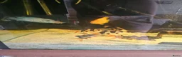 Cichlids fish for sale: 6ft tank and cichlids  - Advert 5