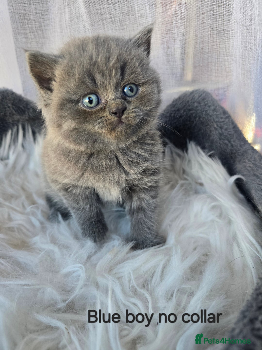 British Shorthair cats for sale: A charming kitten will be available in December. - Image 29