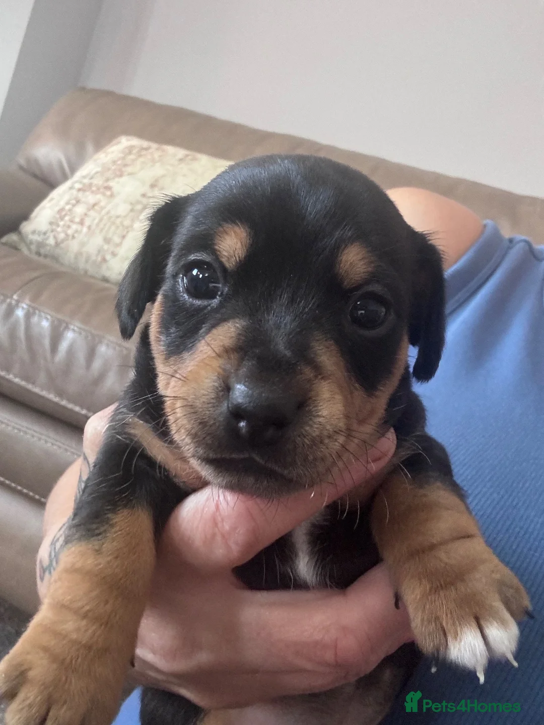 Jack Russell dogs for sale: Mini Jack Russel pups in Wakefield - Advert 5