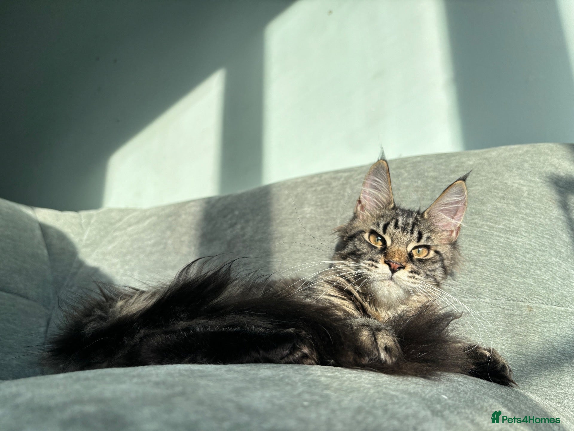 Maine Coon cats 1 ACTIVE TICA Registered Mainecoon kittens  - Advert 10