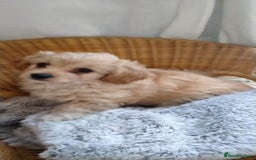 Cavachon dogs for sale:  🐾 Cavapoochon Puppies! 🐾 - Image 11