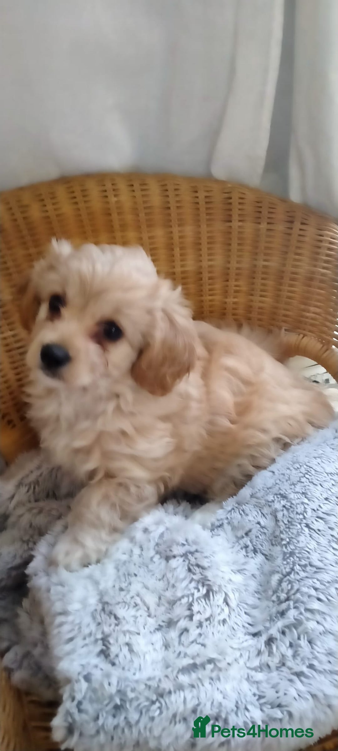 Cavachon dogs for sale:  🐾 Cavapoochon Puppies! 🐾 - Image 11