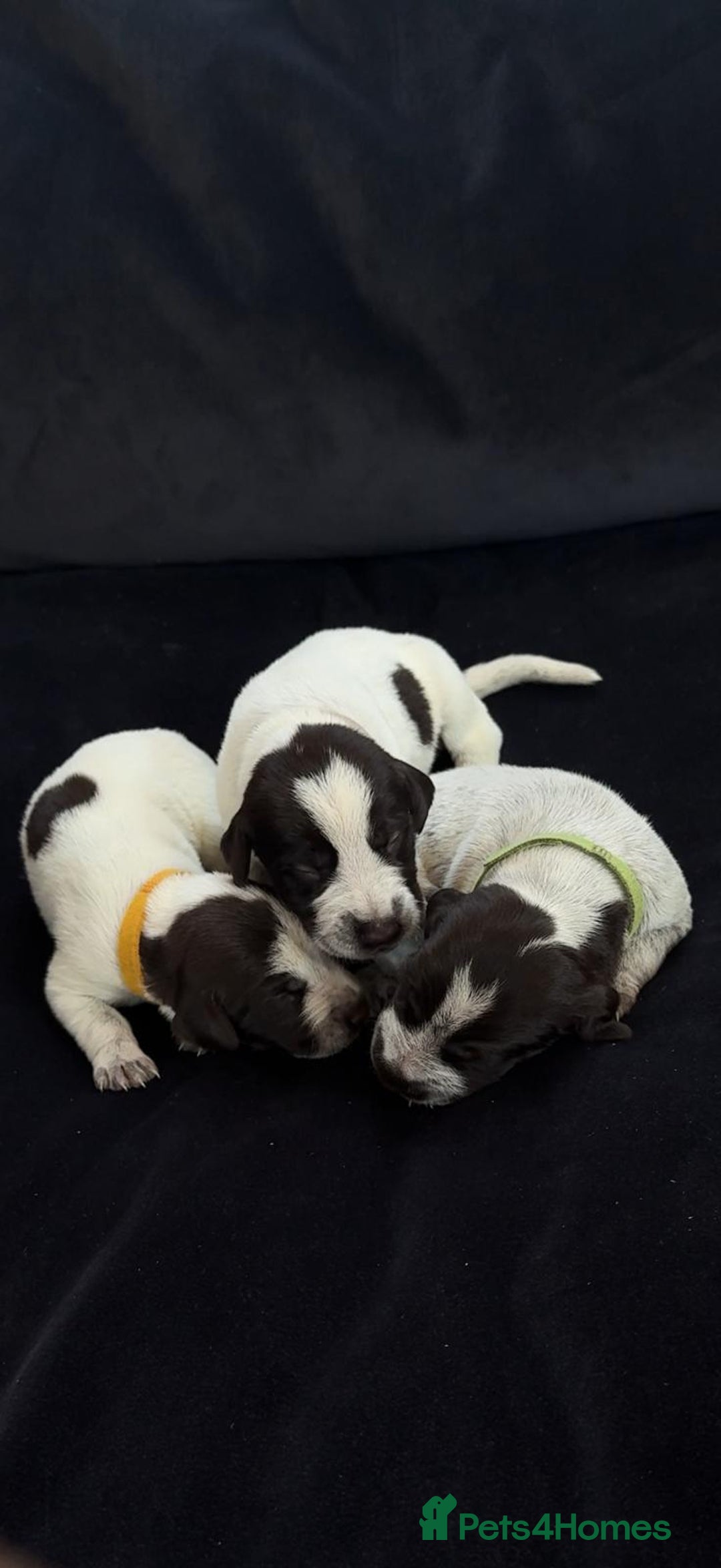 German Wirehaired Pointer dogs for sale: Beautiful GWP's for sale KC Registered - Image 2