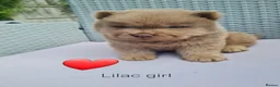 Chow Chow dogs for sale: Quality chow chow puppies.  - Advert 13