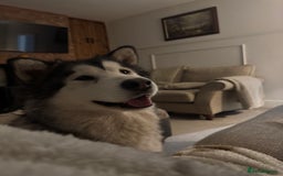 Alaskan Malamute dogs for sale: 2 year old Alaskan malamute girl  - Image 1