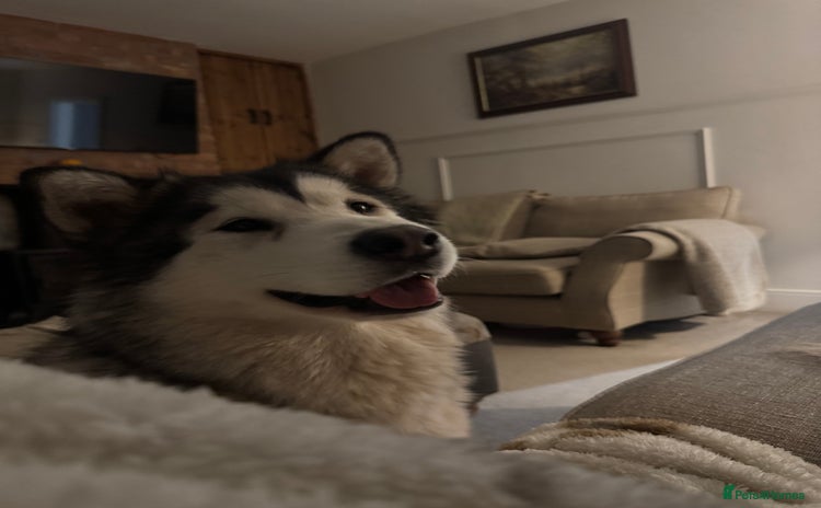 Alaskan Malamute dogs - Advert 1