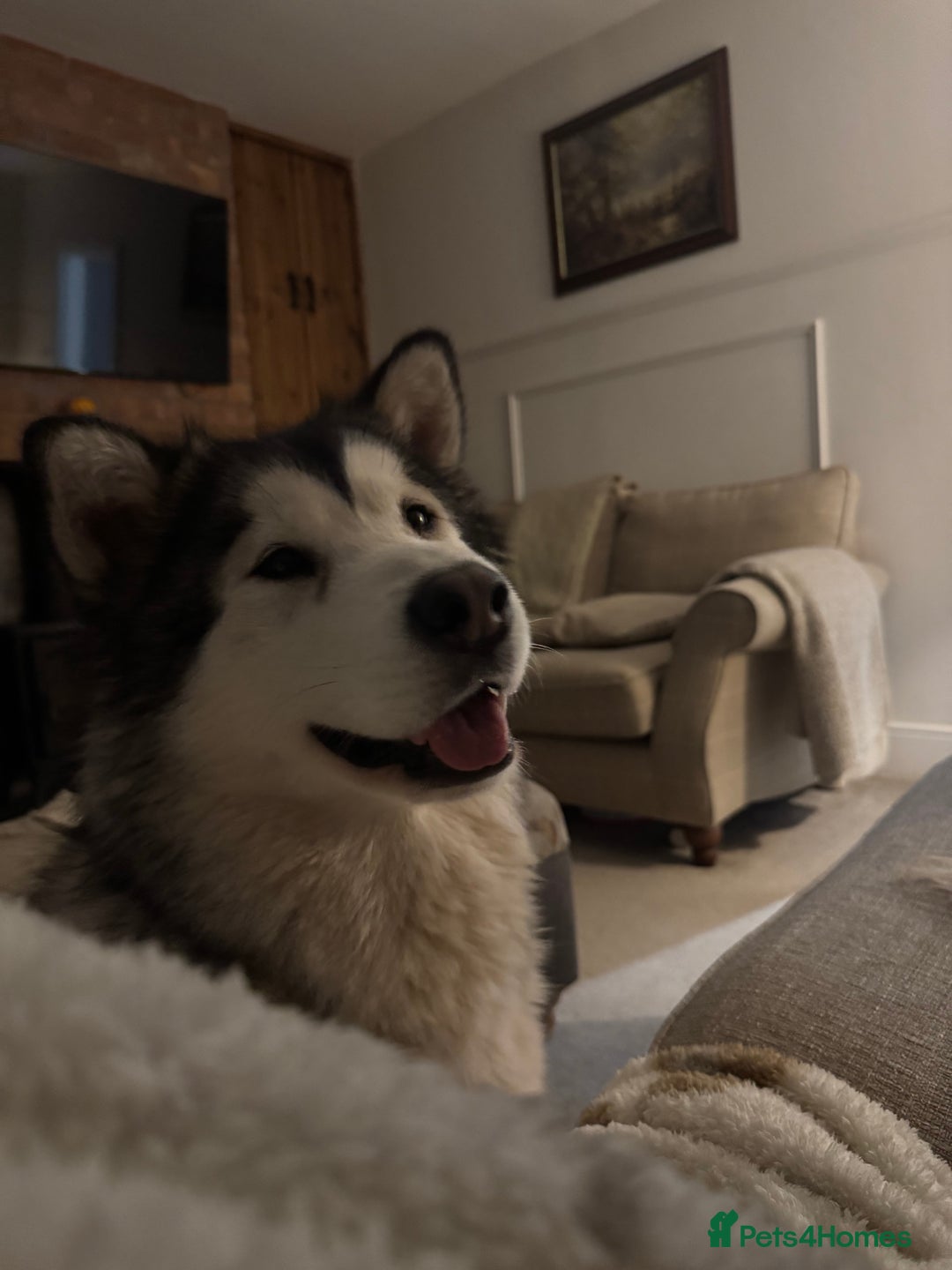 Alaskan Malamute dogs for sale: 2 year old Alaskan malamute girl  - Image 1