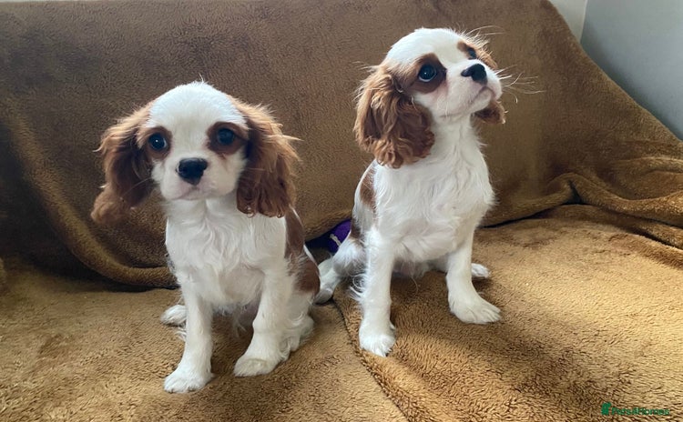 Cavalier King Charles Spaniel dogs - Advert 2