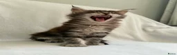 Maine Coon cats for sale: TICA Registered XXL Maine Coon– Black Silver Tabby - Advert 10
