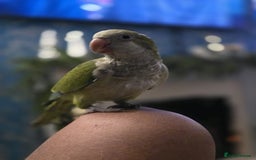 Cockatiels birds for sale: 2 quakers 250 each or pair for 400 - Image 7