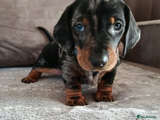 Dachshund dogs Champions Line/Show Quality Standard Dachshund - Advert 2