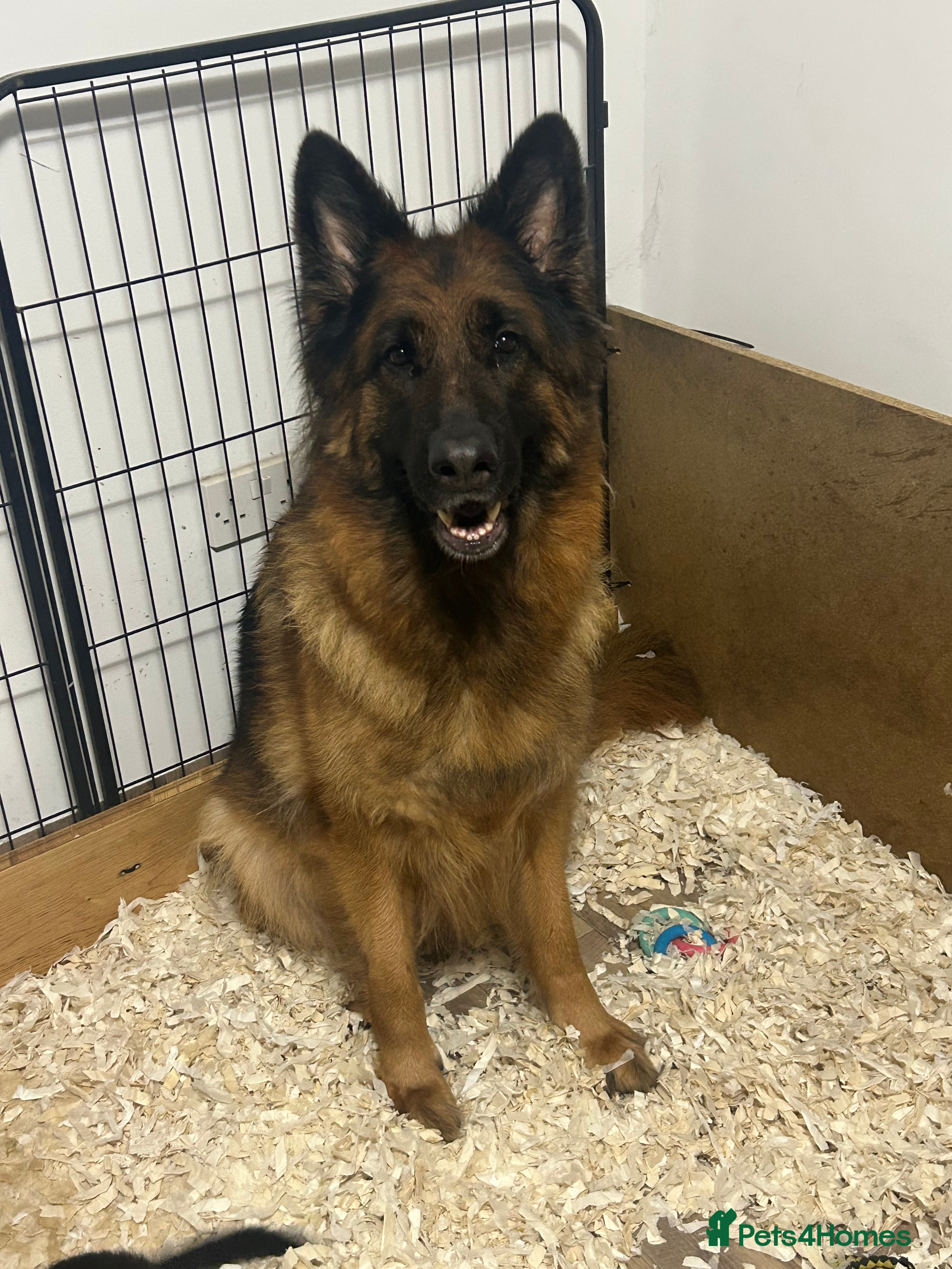 German Shepherd dogs Kc Registered German Shepherd Puppies - Advert 1