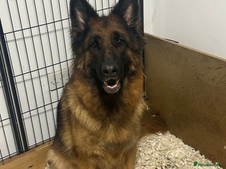 German Shepherd dogs Kc Registered German Shepherd Puppies - Advert 1