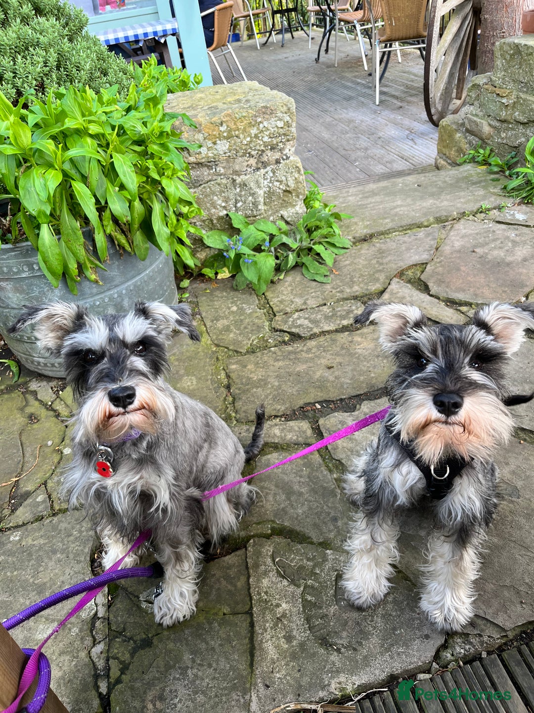 Miniature Schnauzer dogs for sale: 🖤 Stunning black boy schnauzer 🖤 - Advert 5