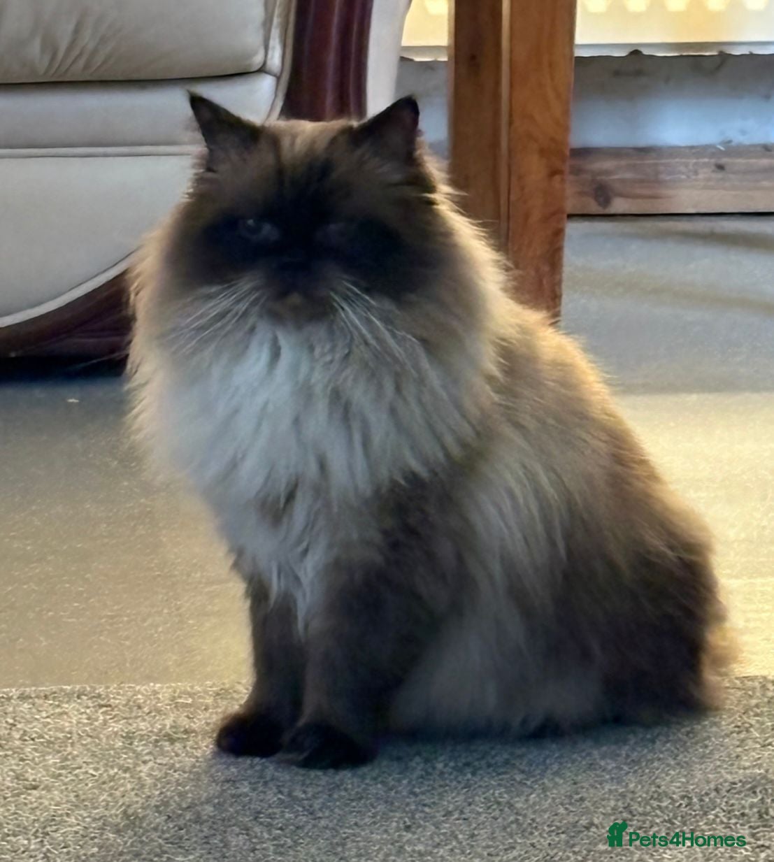 Ragdoll cats Ragdoll Male GCCF Reg. - Advert 1