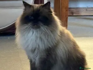 Ragdoll cats Ragdoll Male GCCF Reg. - Advert 1