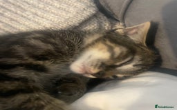 British Shorthair cats for sale: Beautiful kittens  - Image 13