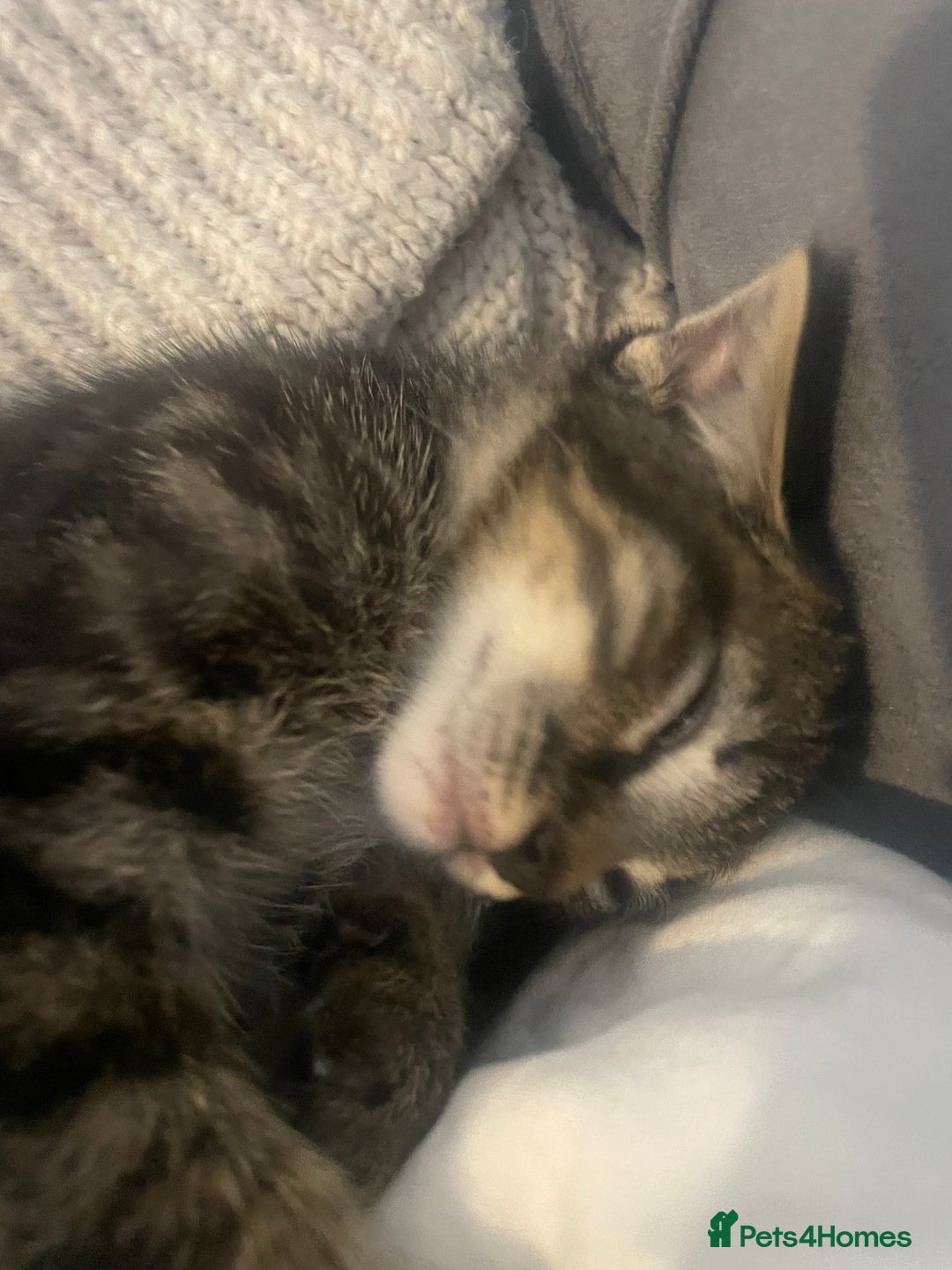 British Shorthair cats for sale: Beautiful kittens  - Image 13