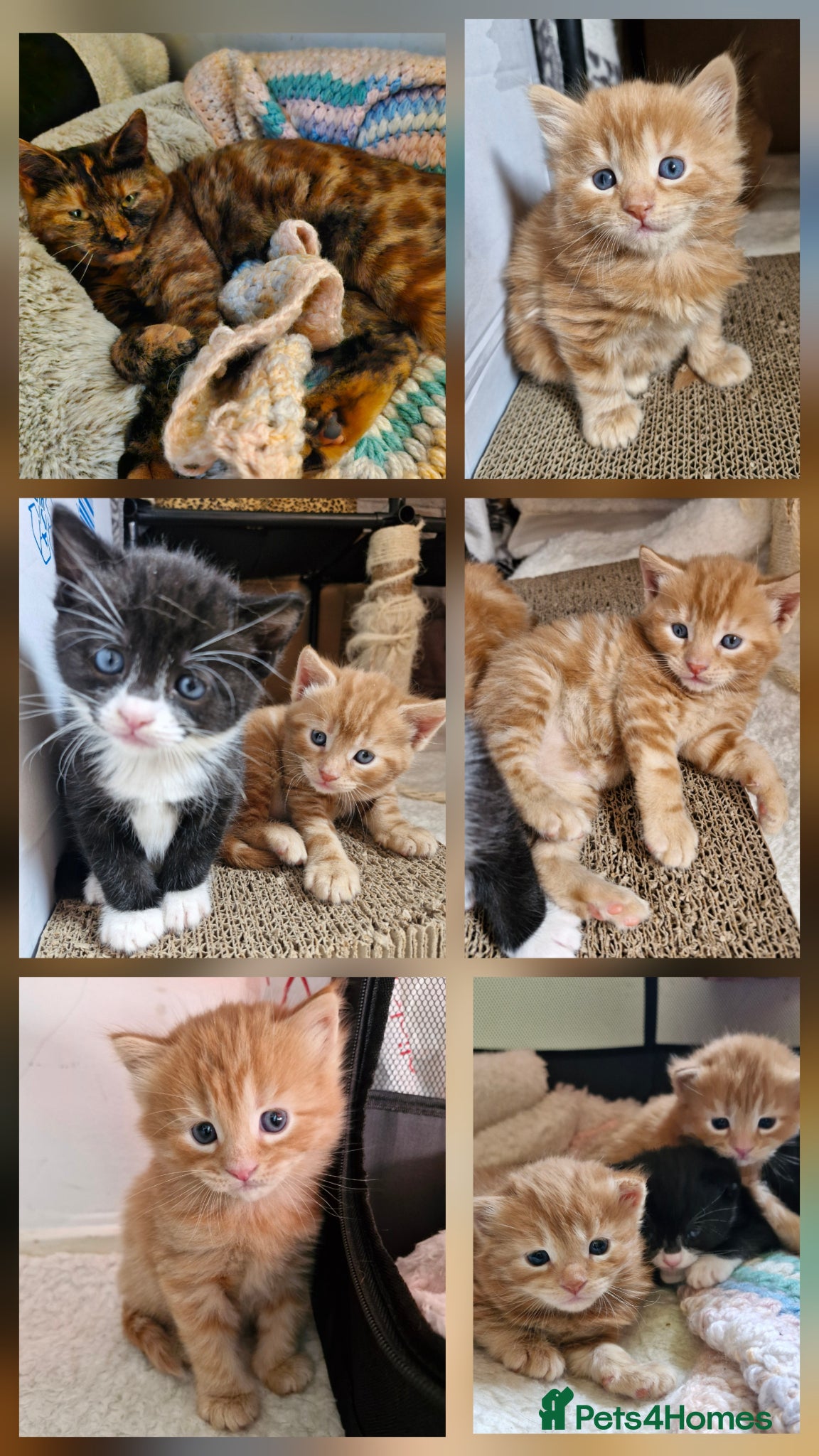 Mixed Breed cats Cute ginger kittens 1 short haired 2 fluffy  - Advert 4