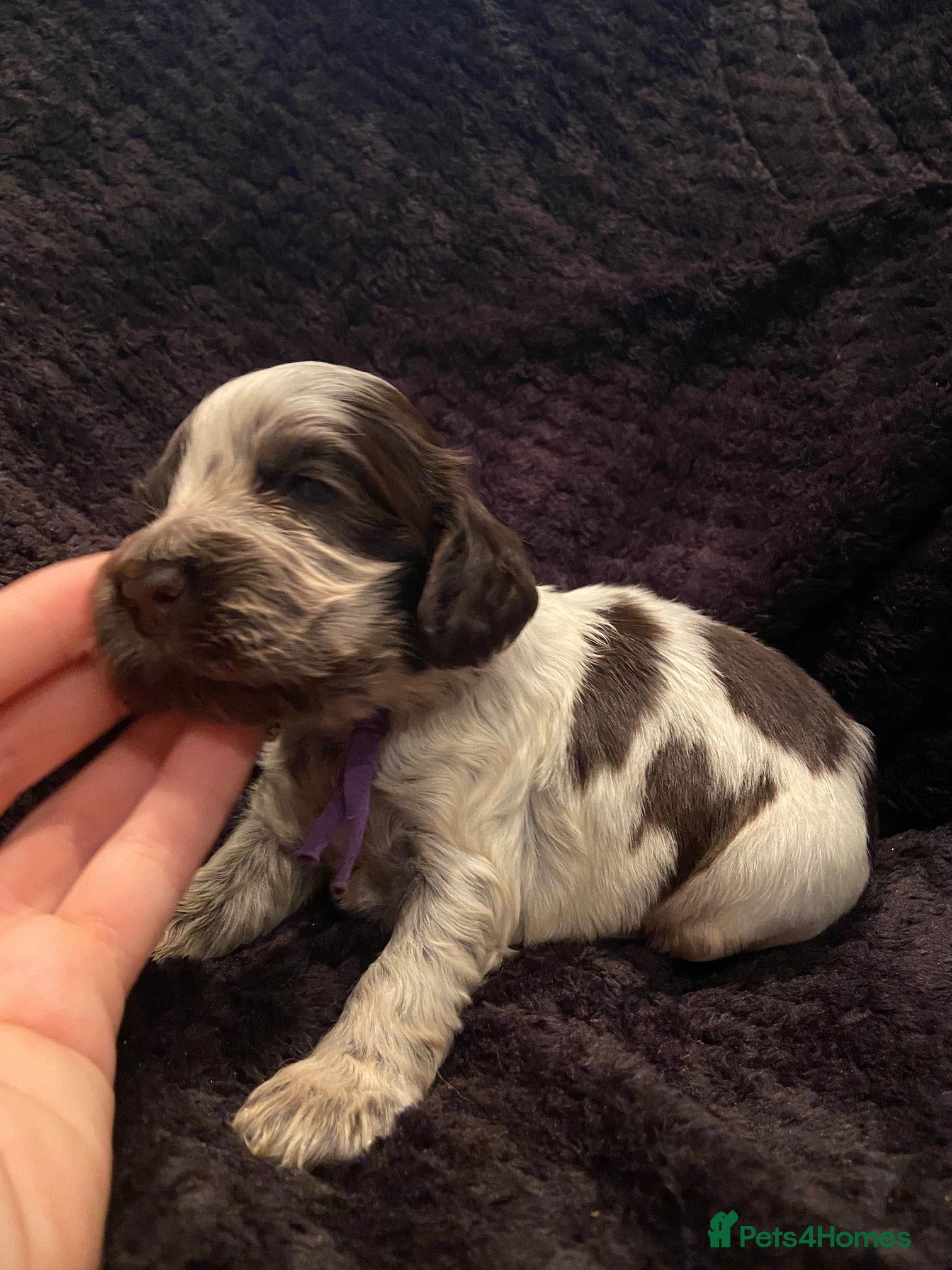 Cocker Spaniel dogs Stunning KC Choc. Roan Show Cocker Spaniel Pups - Advert 1