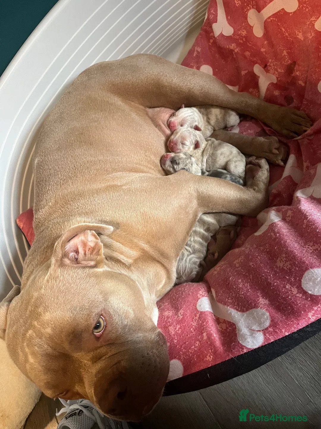 American Bully dogs for sale: Demi  in Manchester - Advert 15